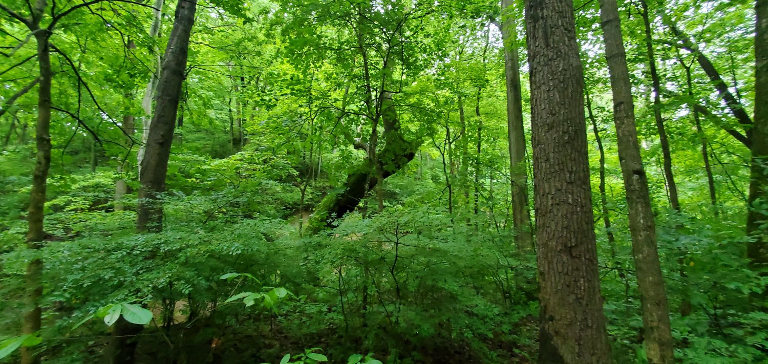 Fox Ridge State Park 